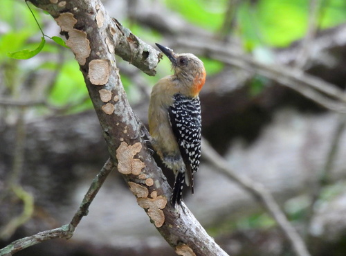 Red-crowned Woodpecker