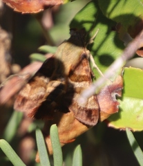 Macroglossum trochilus trochilus