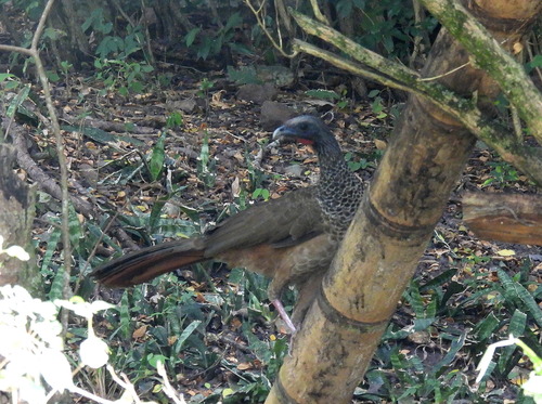 Colombian Chachalaca