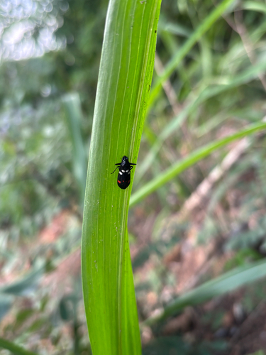 Sugarcane Spittlebug