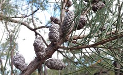 Allocasuarina muelleriana