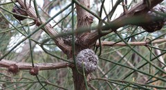 Allocasuarina muelleriana