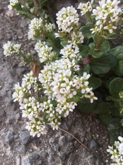 Cochlearia officinalis