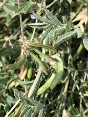 Astragalus nuttallianus austrinus