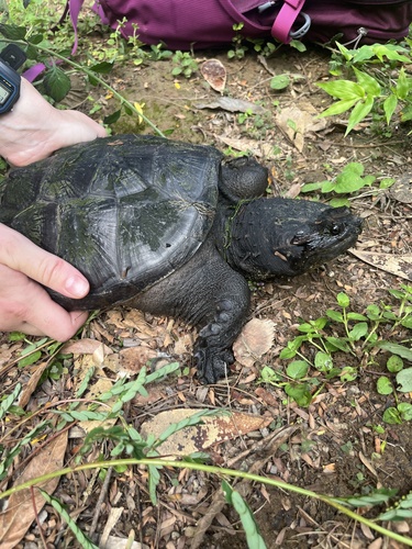 Central American Snapping Turtle
