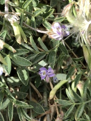 Astragalus nuttallianus austrinus
