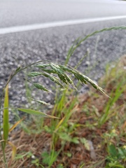 Bromus secalinus