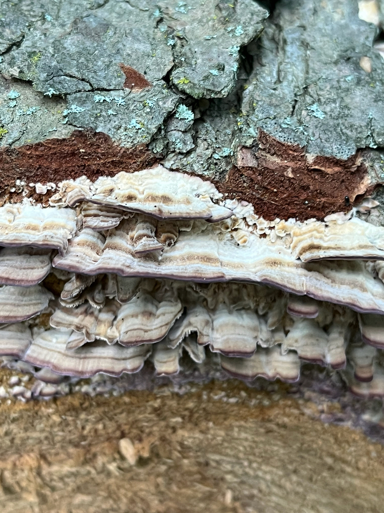 violet-toothed polypore · July 2026 · photo: Photo: (c) Andrew Sebastian, some rights reserved (CC BY) · iNaturalist