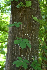 Parthenocissus quinquefolia