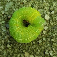 Orthosia hibisci