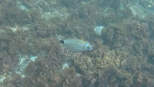 Two-banded Seabream