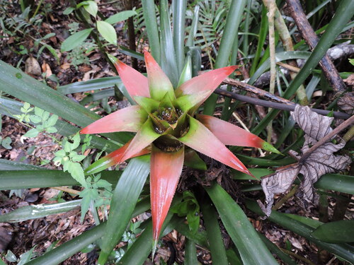 Nidularium procerum, photograph 4