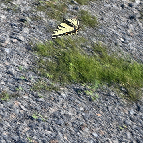 Canadian Tiger Swallowtail