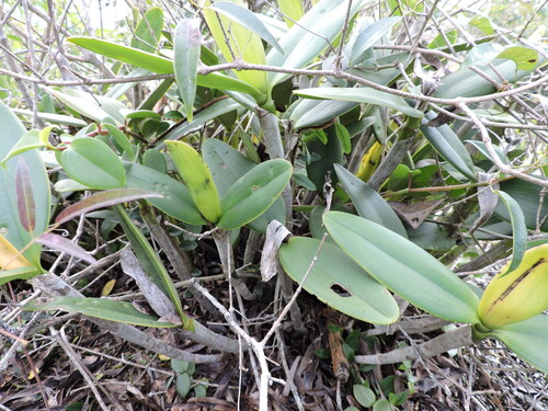 Cattleya intermedia, photograph 4