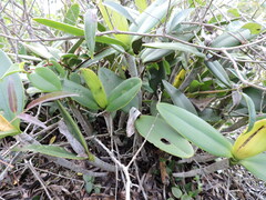 Cattleya intermedia, photograph (c) Fabrício Mil Homens Riella, some rights reserved (CC BY)