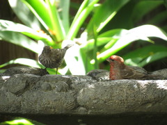 Haemorhous mexicanus