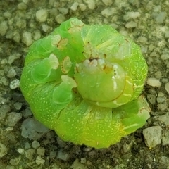 Orthosia hibisci