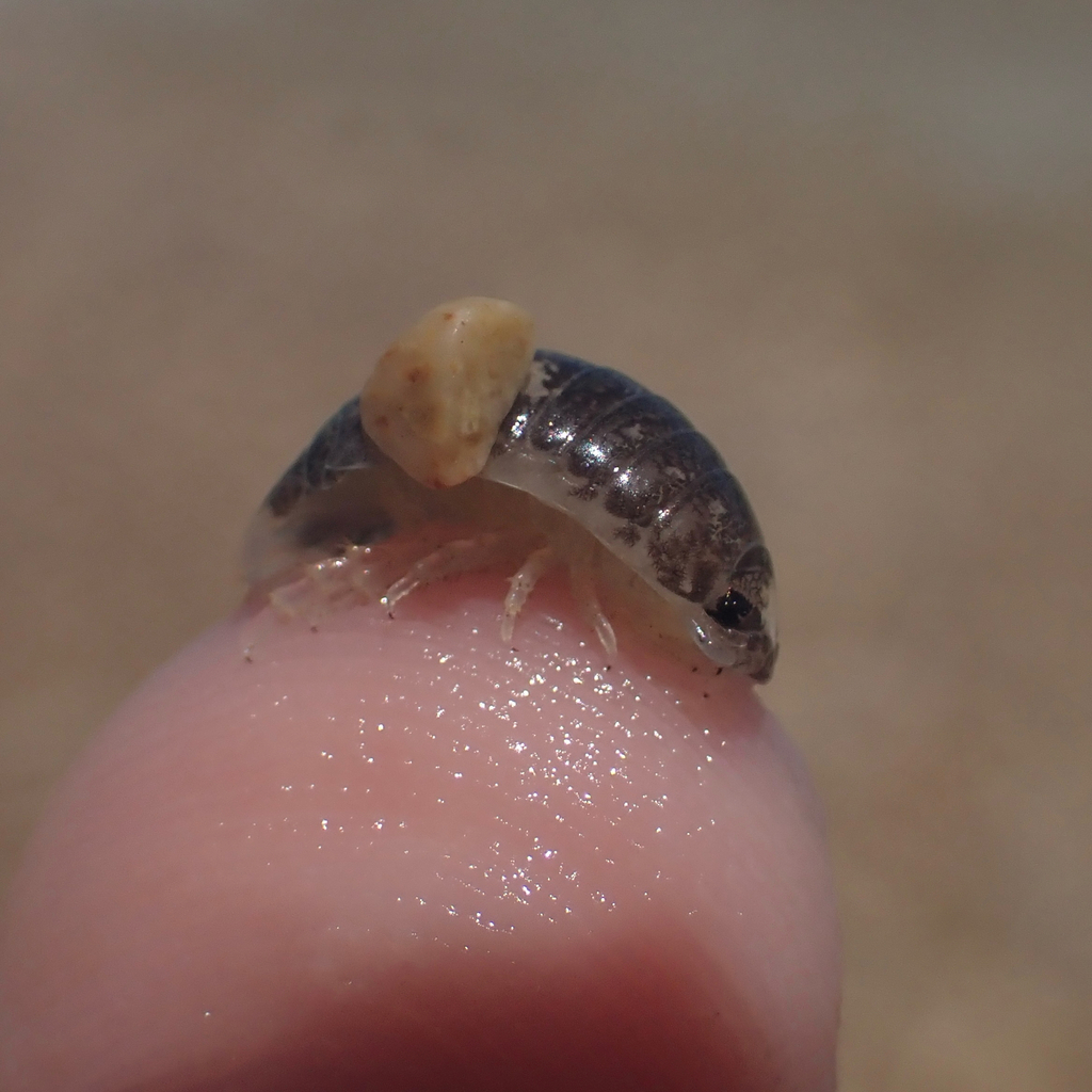 Excirolana orientalis