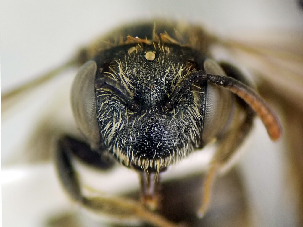 Andrena aeneiventris