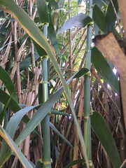 Arundo donax