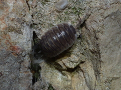Porcellio obsoletus