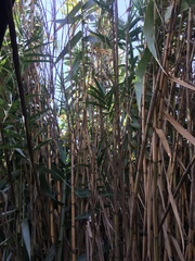 Arundo donax