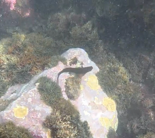 East Atlantic Redlip Blenny