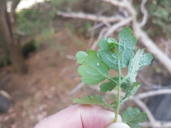 Aleyrodes proletella
