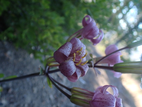 Lilium rubescens, photograph 3