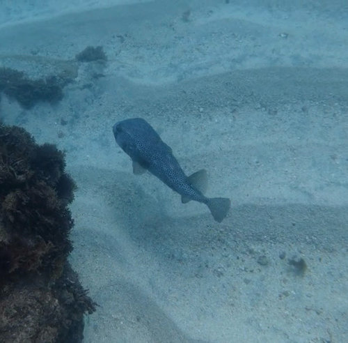 Spotfin Burrfish