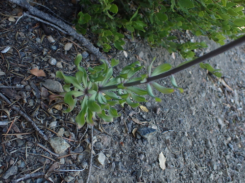 Lilium rubescens, photograph 4