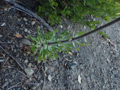 Lilium rubescens, photograph author not stated, no rights reserved