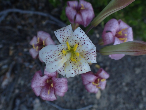 Lilium rubescens, photograph 5