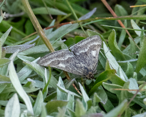 iNaturalist observation photo of One-banded Pyrausta