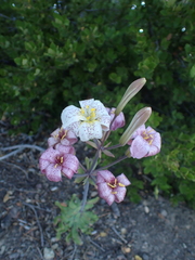 Lilium rubescens, photograph author not stated, no rights reserved
