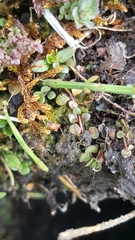 Lysimachia tenella