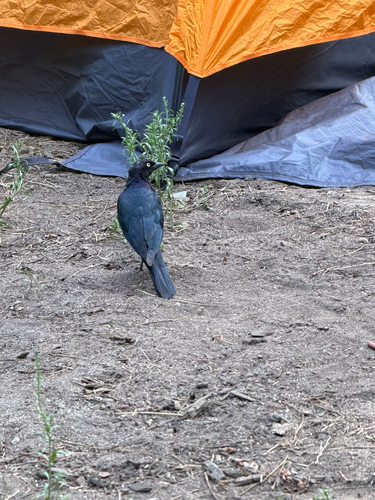iNaturalist observation photo of Brewer's Blackbird