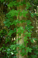 Parthenocissus quinquefolia