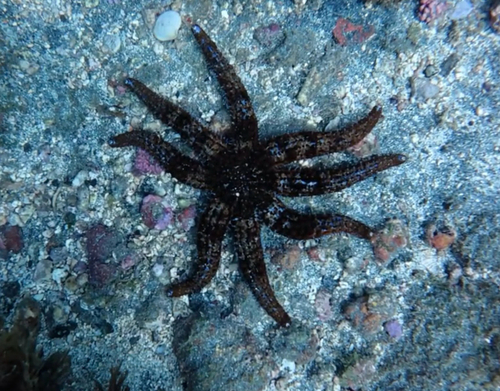 White Sea Star