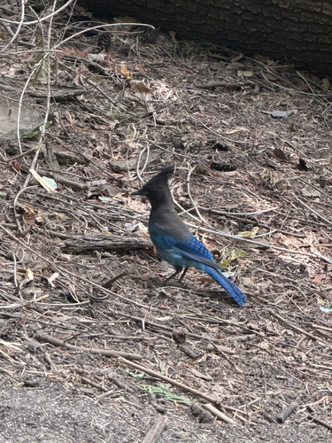 iNaturalist observation photo of Steller's Jay