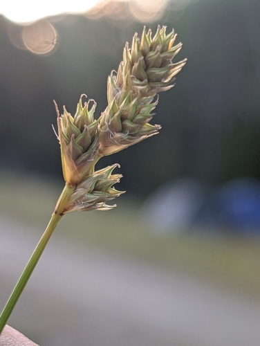 swarthy sedge