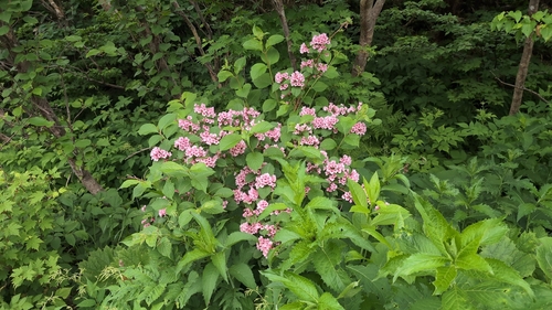 Weigela hortensis observed 2026-07-08