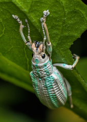 Compsus viridivittatus