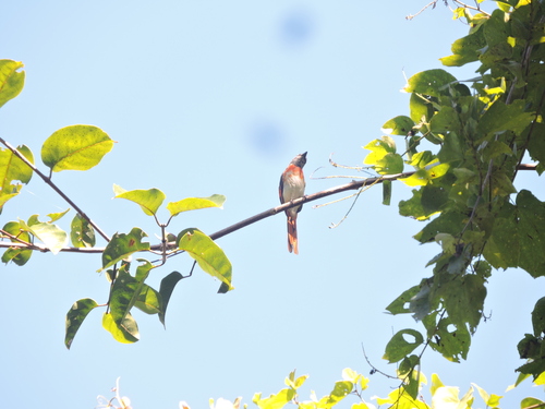 Little Minivet (Pericrocotus lansbergei)