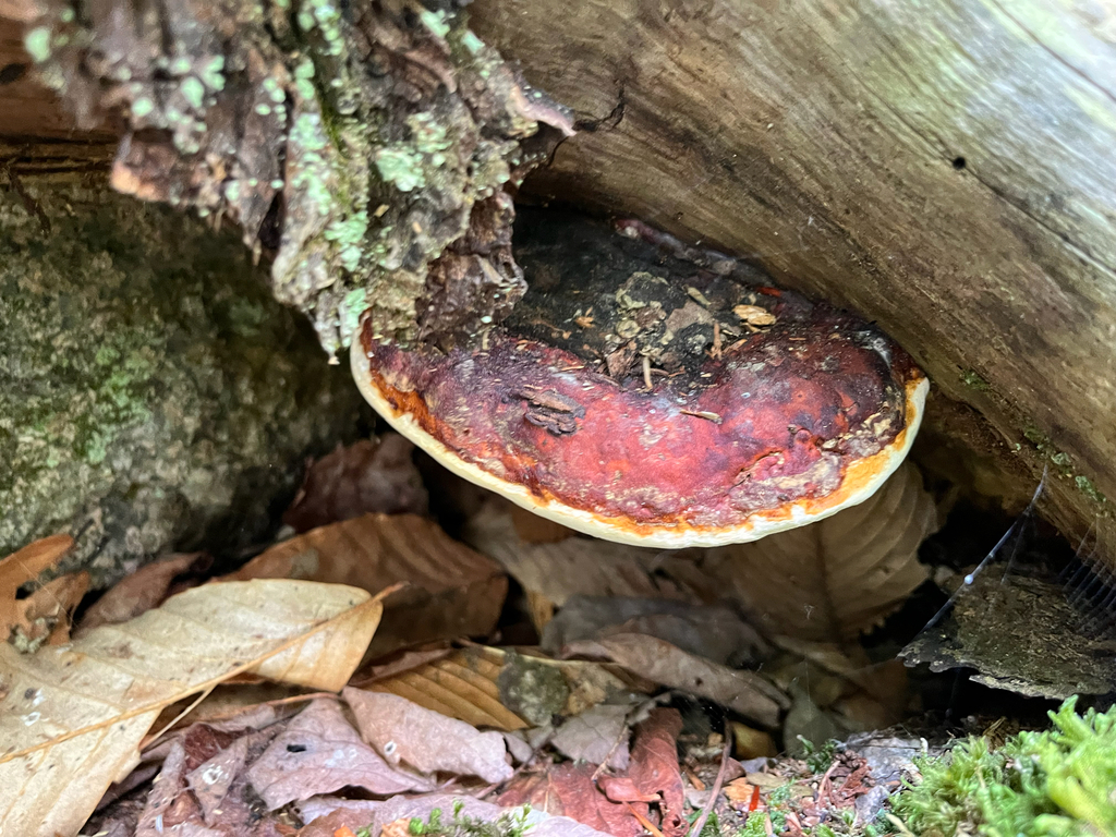 Northern Red Belt · July 2026 · photo: Photo: (c) Joey M, some rights reserved (CC BY) · iNaturalist