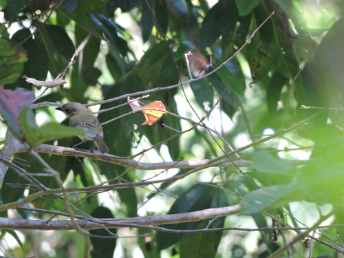 Tenggara Whistler (Pachycephala calliope), photo 8