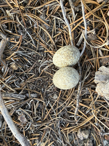 iNaturalist observation photo of Common Nighthawk