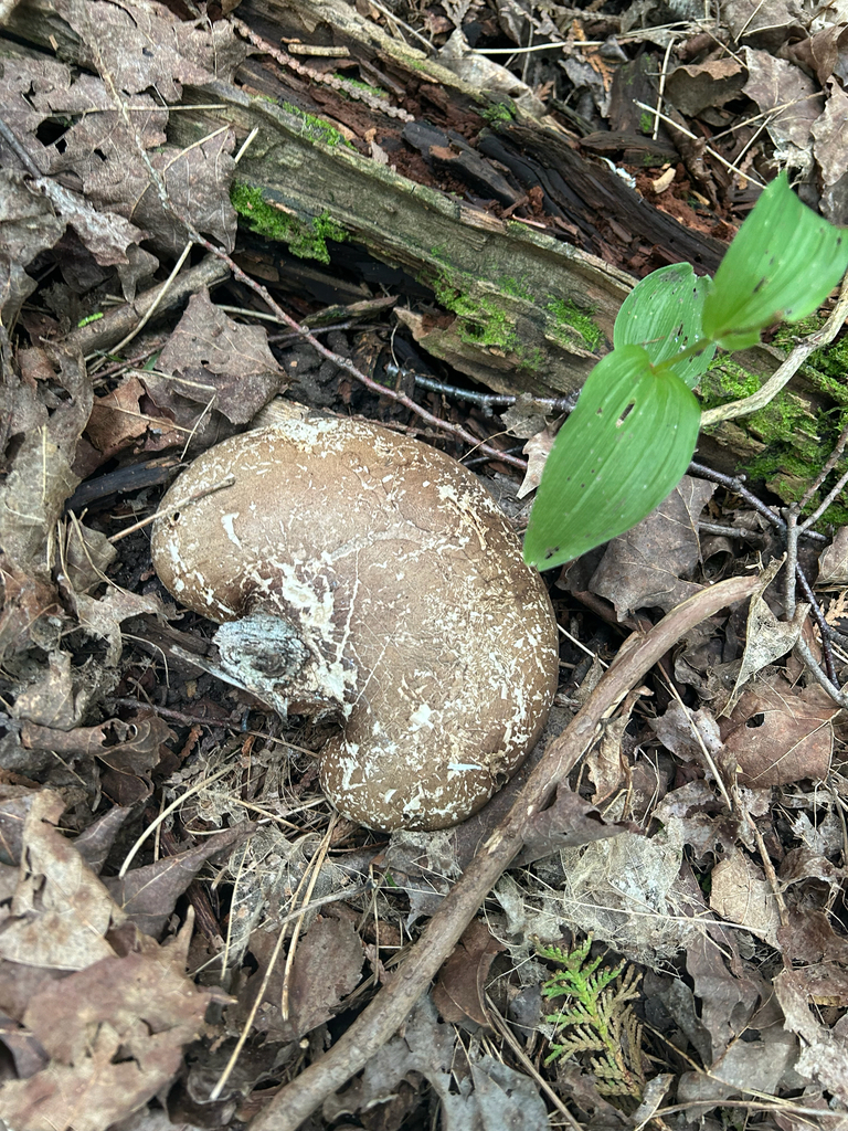 birch polypore · July 2026 · photo: Photo: (c) nuthatchnicole, some rights reserved (CC BY) · iNaturalist