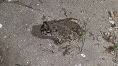 Vandijkophrynus angusticeps