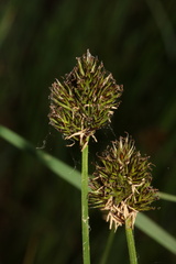 Carex microptera, photograph (c) Austin Saunders, some rights reserved (CC BY)